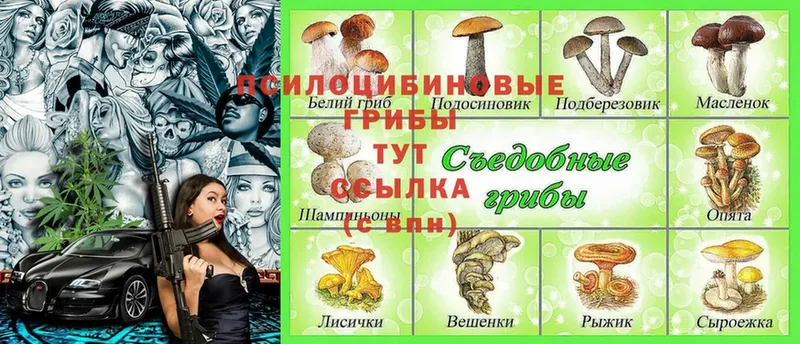 Галлюциногенные грибы Psilocybe  Армянск 